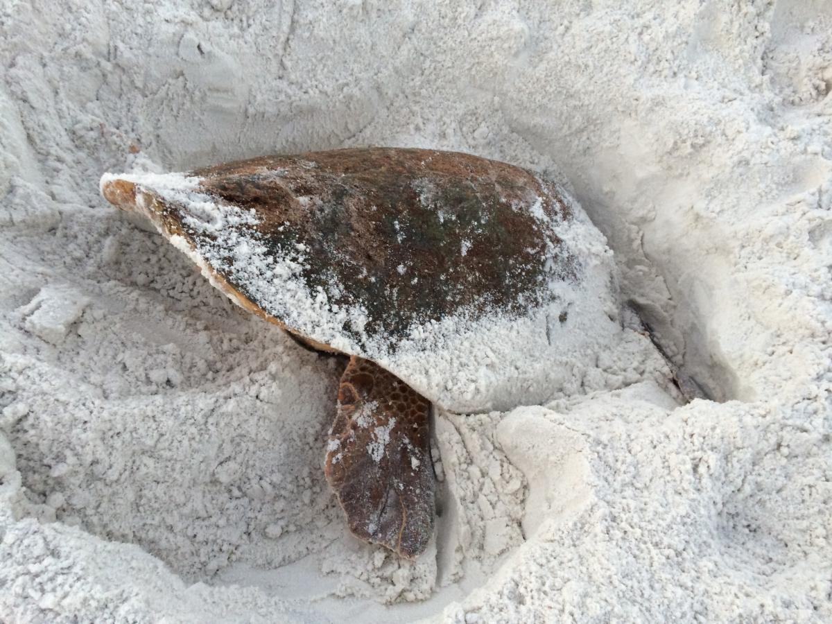 Loggerhead sea turtle in South Walton
