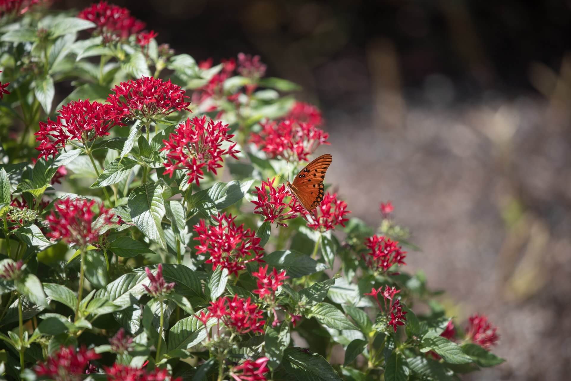Butterfly on bush